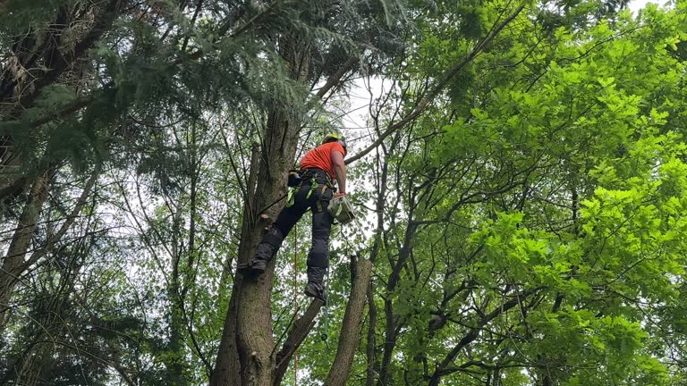 Trusted Keene, TX Tree Removal Experts